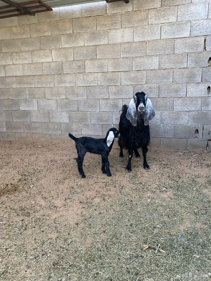 للبيع عنز معها بنتها 4