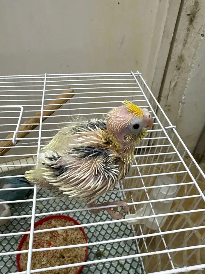 فروخ تحت الغر 0