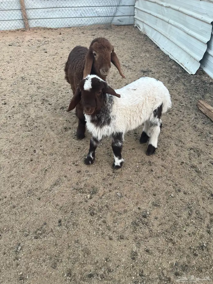 دواغير اثنين 2