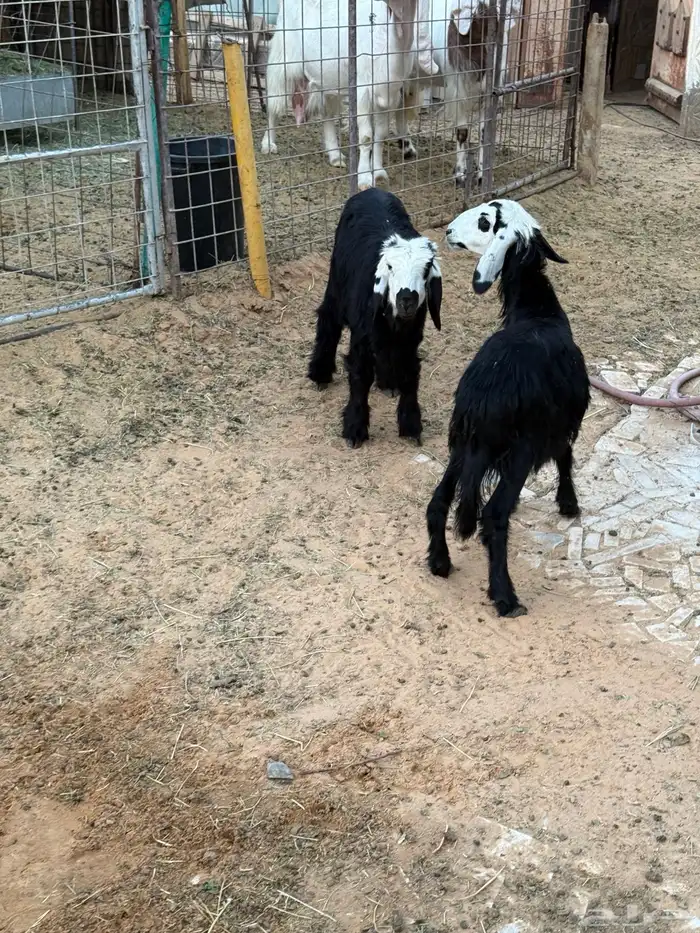 بهم خروف رخل 1