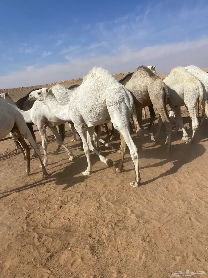 قعدان كفوللمناسبات 6