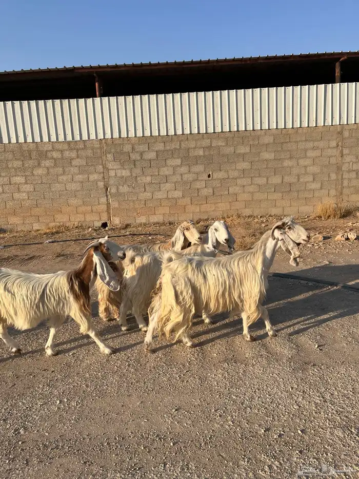 معزا بيض مشاريك مصريه جروم فاخره طيبه دفيع مضاريع سونار 5