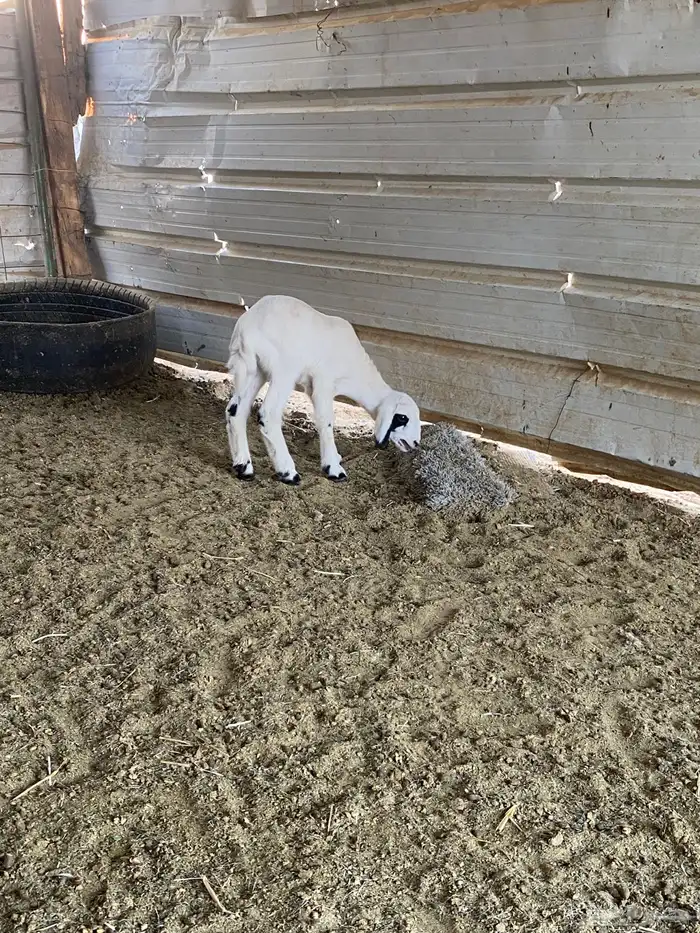 للبيع داغور خروف حري 4