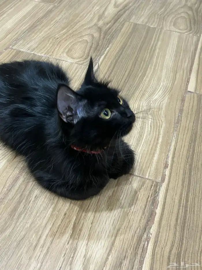 قط ذكر لتبني عمره خمسه اشهر معه ليتربوكس 2