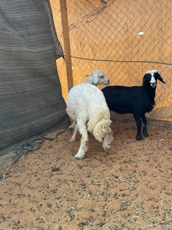 حري ونجديه 1