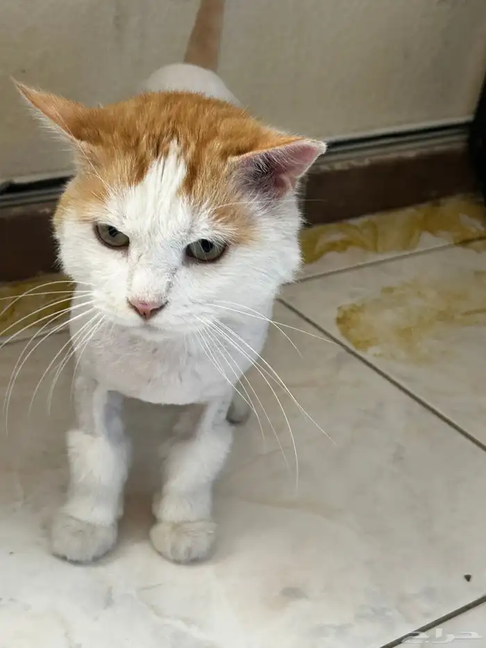 قط ذكر للتبني 1