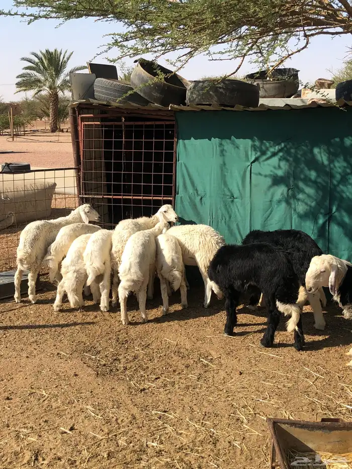 القويعيه الرويضه بالعرض 6