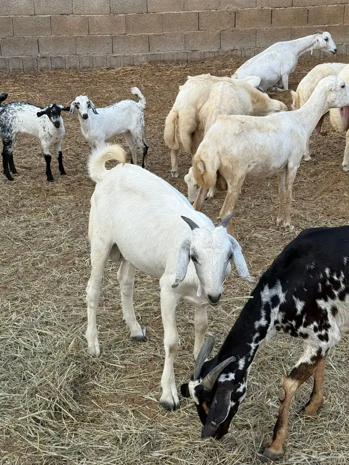 تيس وكبش البيع 3