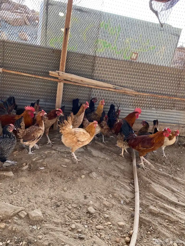 دجاج بلدي بياض شرط فواتح حمر 19