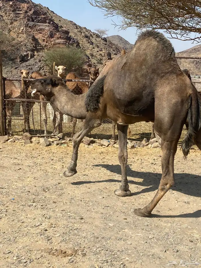 جمل حمر طيب للبيع 2