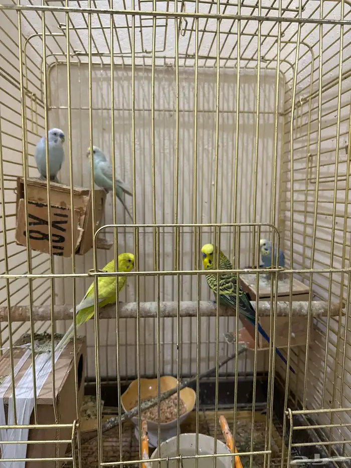 طيور حب زوجين منتجه وذكر انقليزي 0