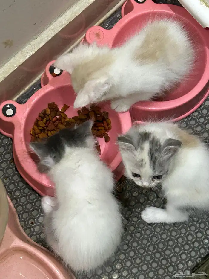 قطط للبيع للتواصل واتس اب 0