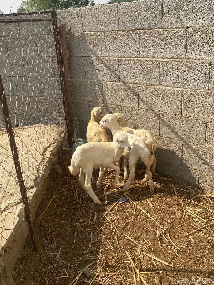 للبيع اربع رخيل تربيه 1