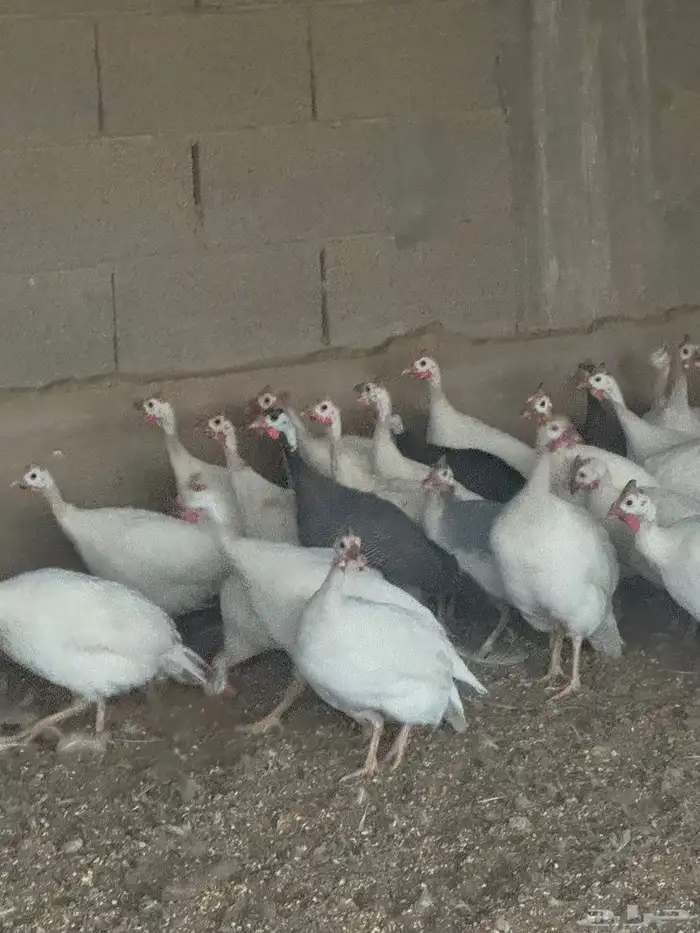 للبيع دجاج رومي ودجاج حبشي وصوص بلدي 1