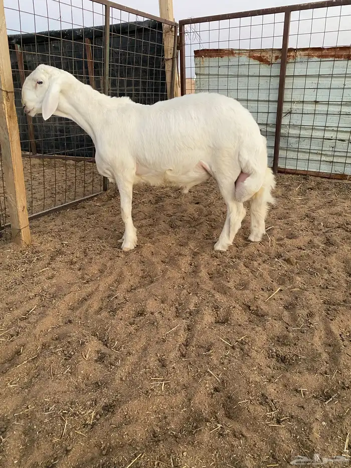 طلي حري صنف ونادر راس ملكي 4