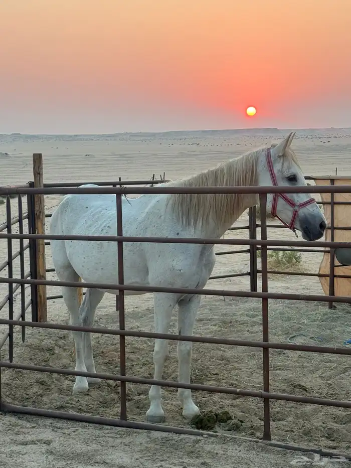 فرس شعبية للبيع جاهزه للتشبيه 2