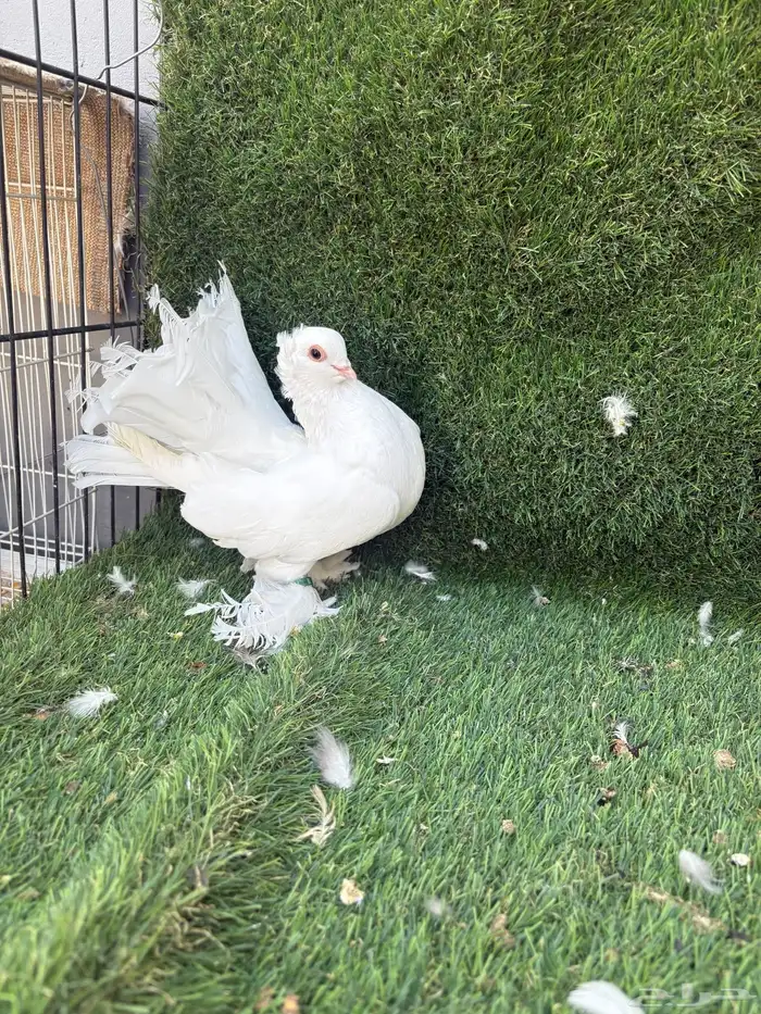 حمام كرنقو 0