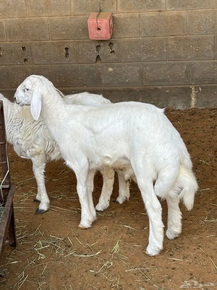 حري مشروع فحل 0