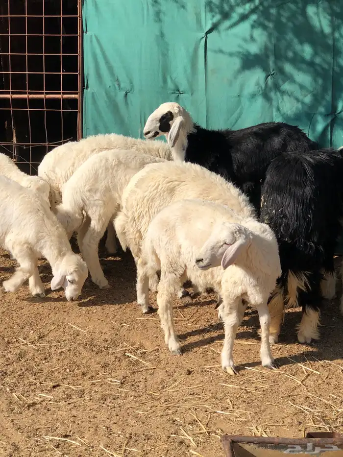 القويعيه الرويضه بالعرض 0