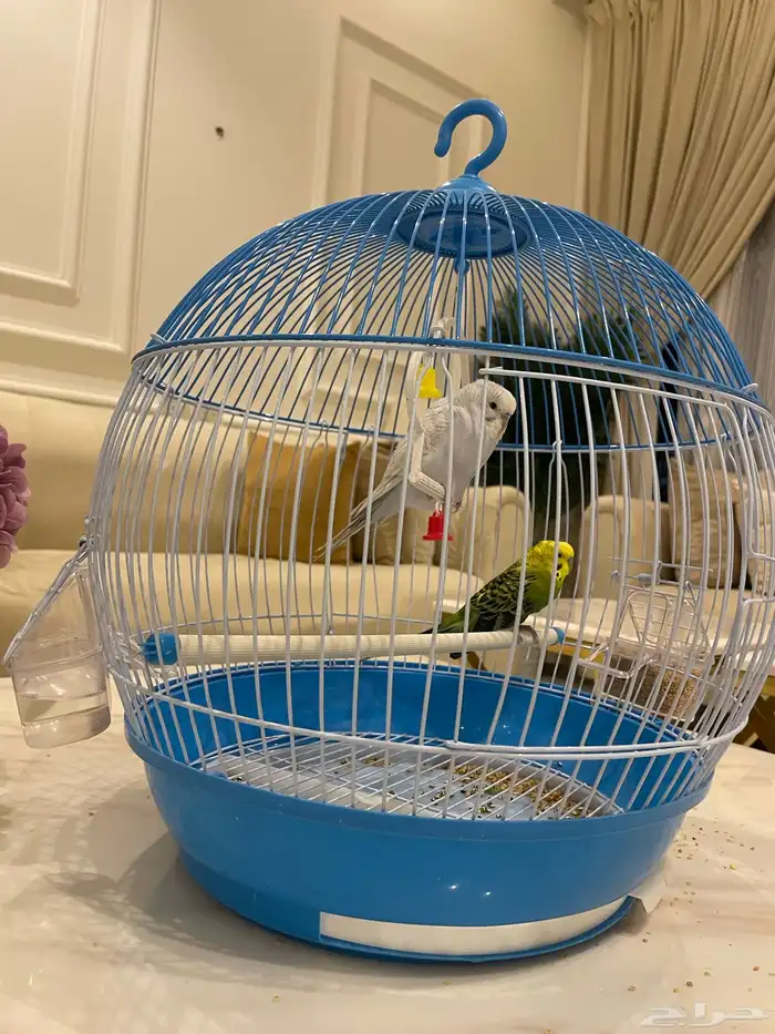 طيور الحب طيور جوزين 3