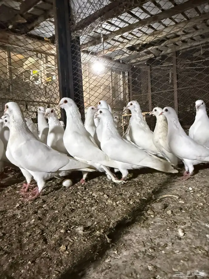 حمام  فرنسي 4