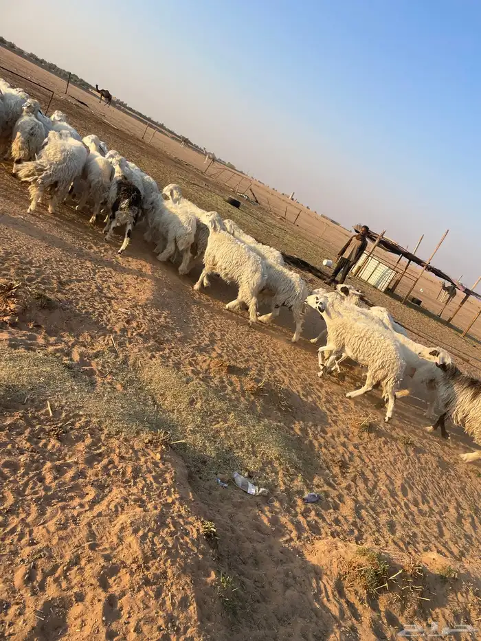 رخال جذعات وثنوات وقليل رباع بفحلها فيها 2 متابيع 2