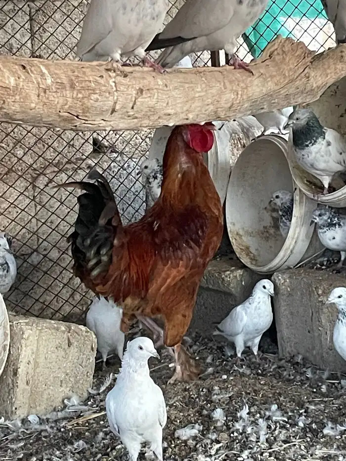 ديك مهجن براهما امه بلديه وبوه براهما عندي صور امه وبوه 1