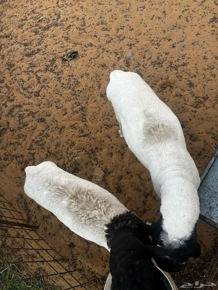 برابر للبييع 1