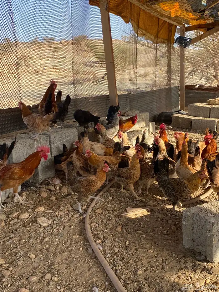 دجاج بلدي بياض شرط فواتح حمر 24