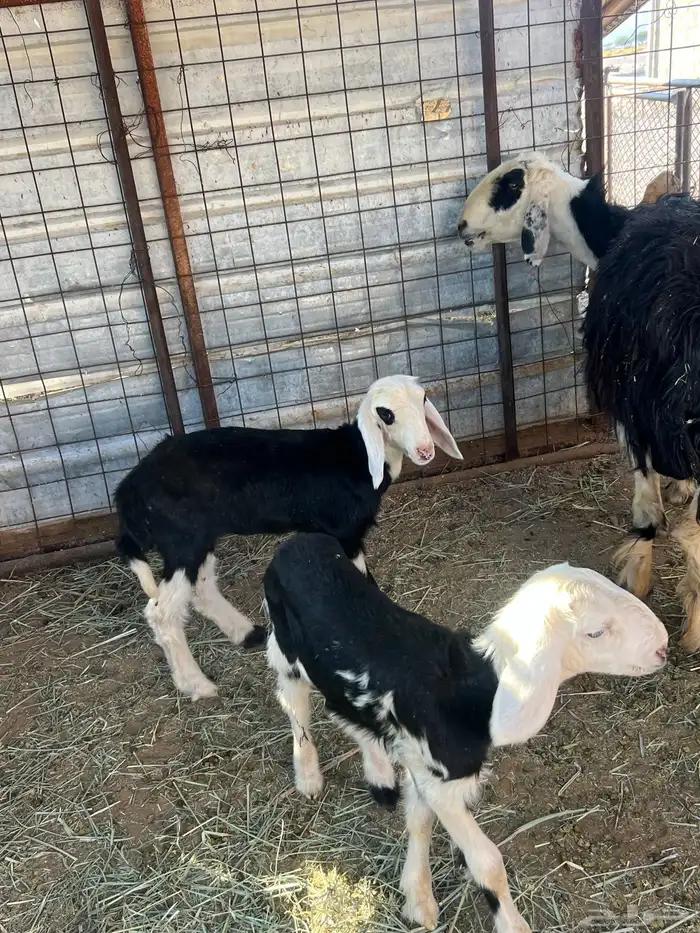 نجديه والد 1