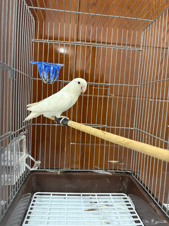 أنث روز البينو 3