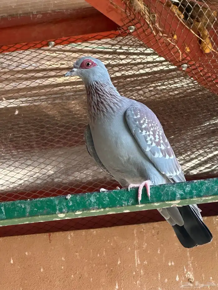 حمام ابو جفن افريقي حجم جامبو 1