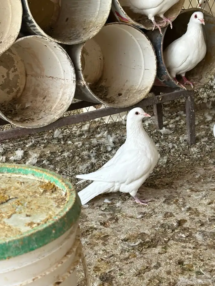 حمام فرنسي فاخر 0