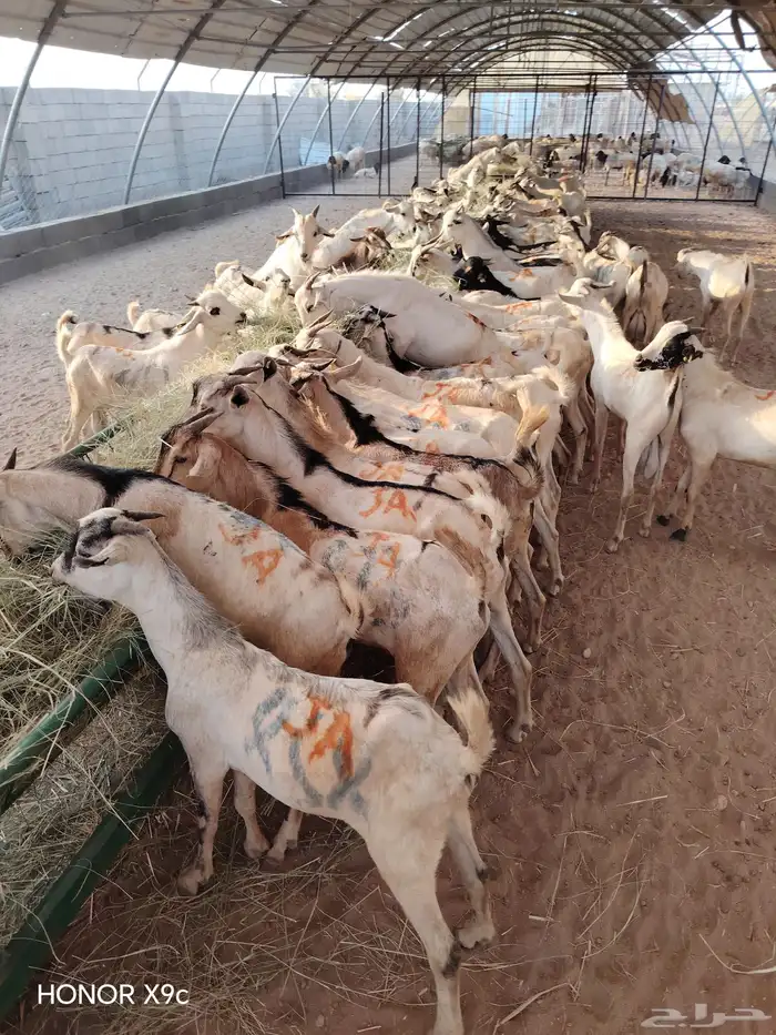 تيوس جذعان وثنيان جملة وتفريد 0