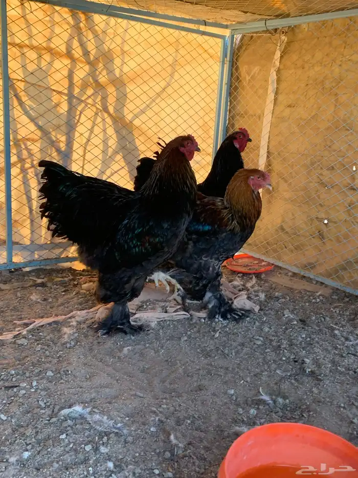 ديوك براهما الماني 2