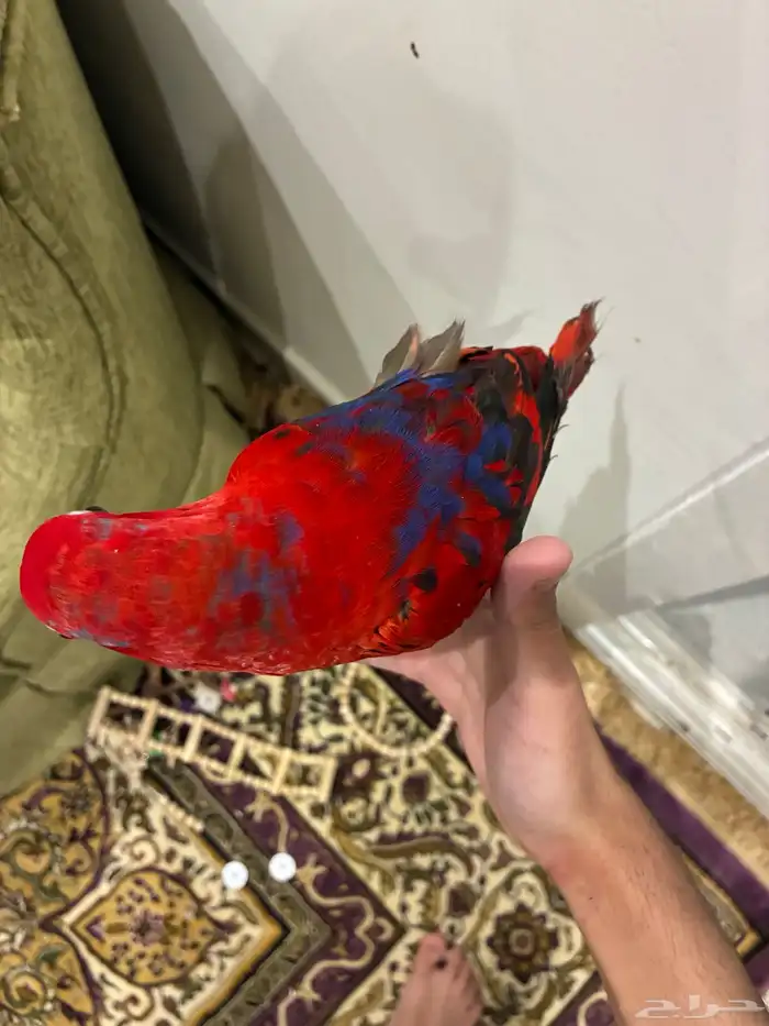 ريد لوري اليف هدد لعوب 2