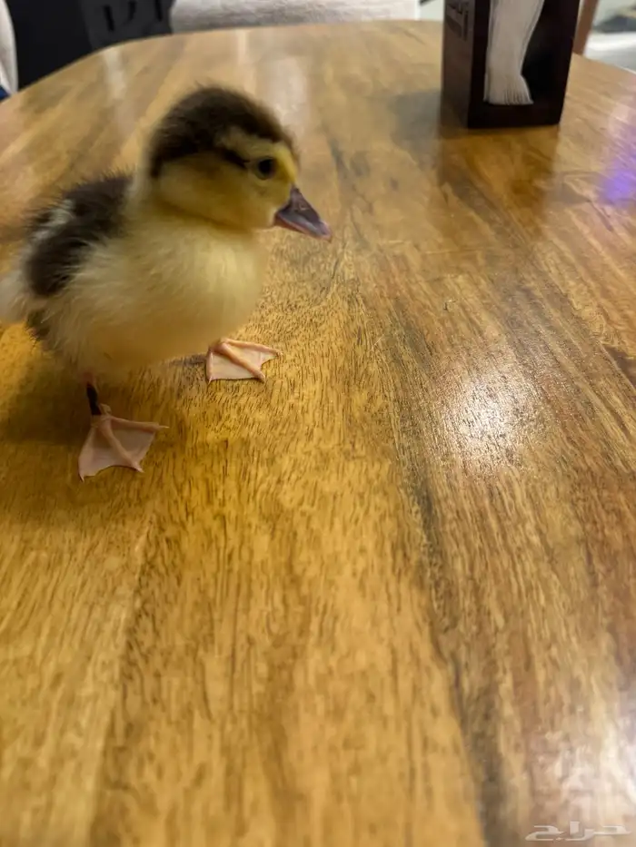 بطه صغيره اليفه للبيع 1