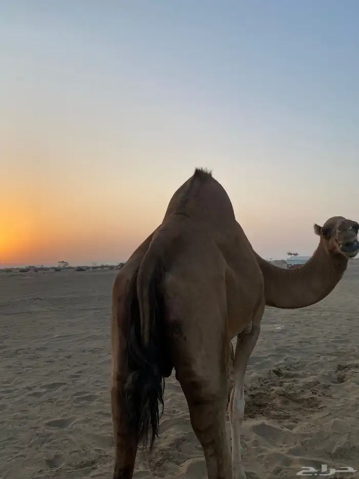 ناقه للبيع 1