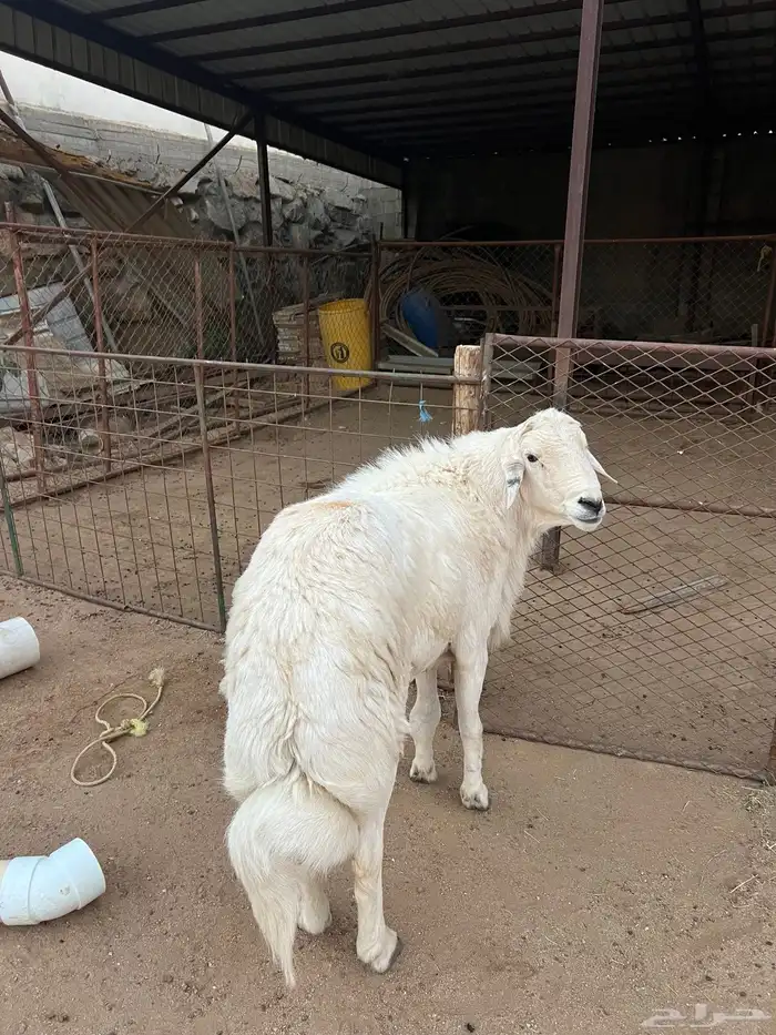 فحل ضان كفو 2