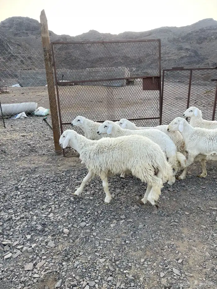 ( تم البيع )طليان حريات فاخره 3