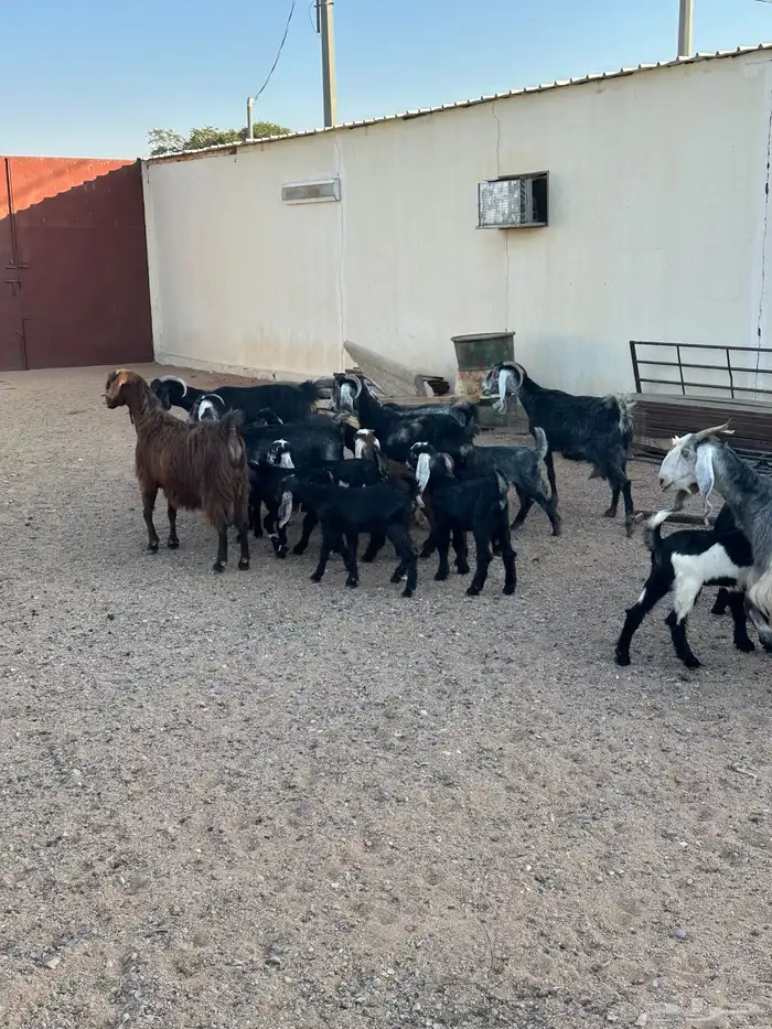 معزا مواليد 7حدرها 13 6