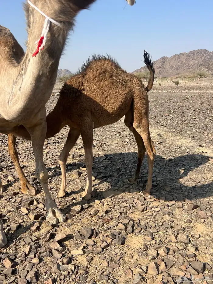 ساحليه تحتها بكره ناقه لبن ب 10500 يبلاش 8