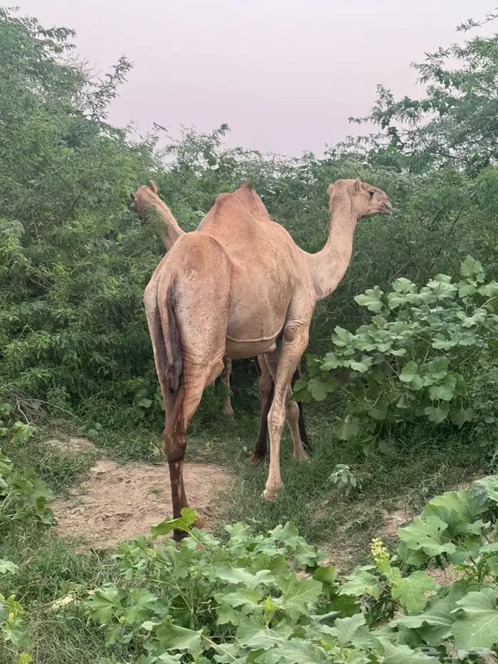 ناقة جنب مدني 0