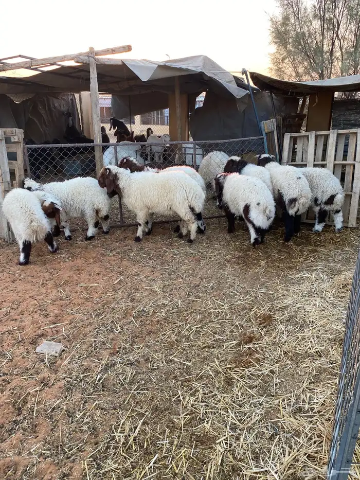 هرافى نعيم 0