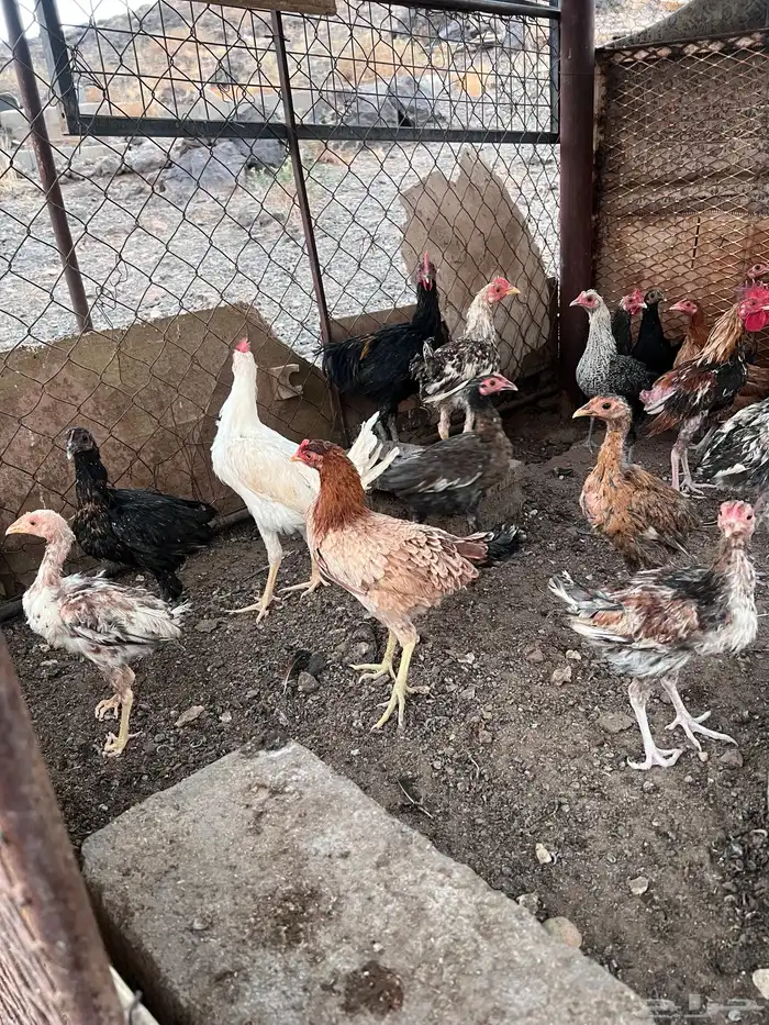 دجاج وديوك للبيع 0