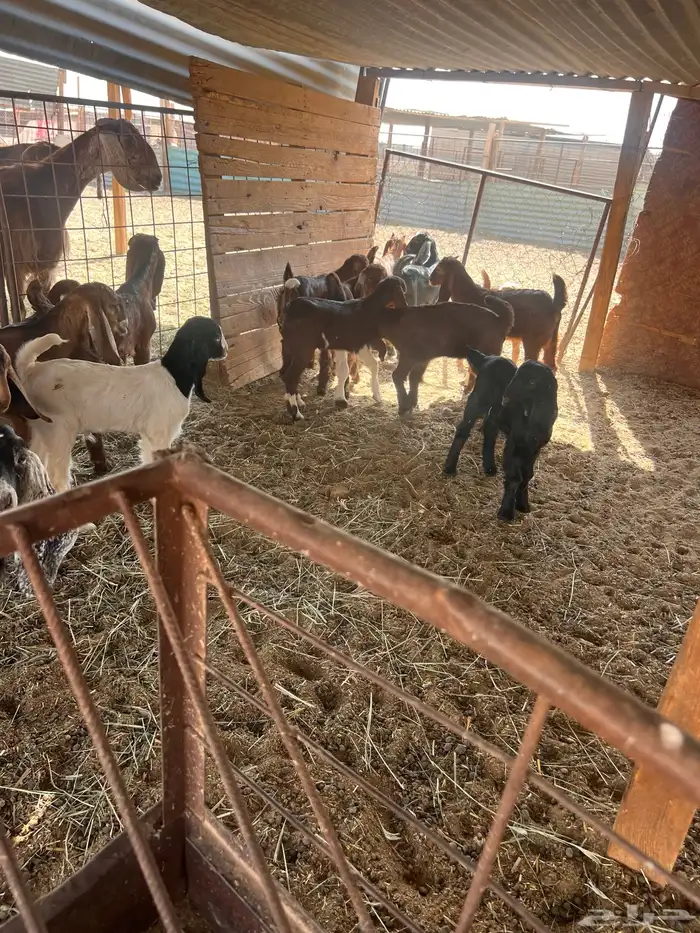 معزا متابيع 8 معها 16 9