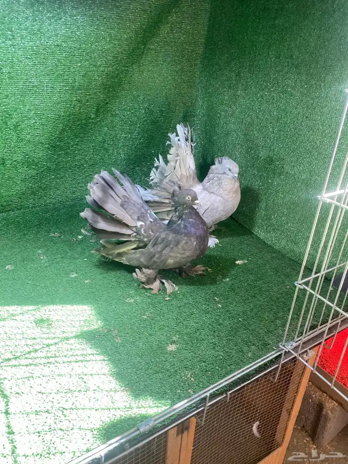 رقاص امريكي 0