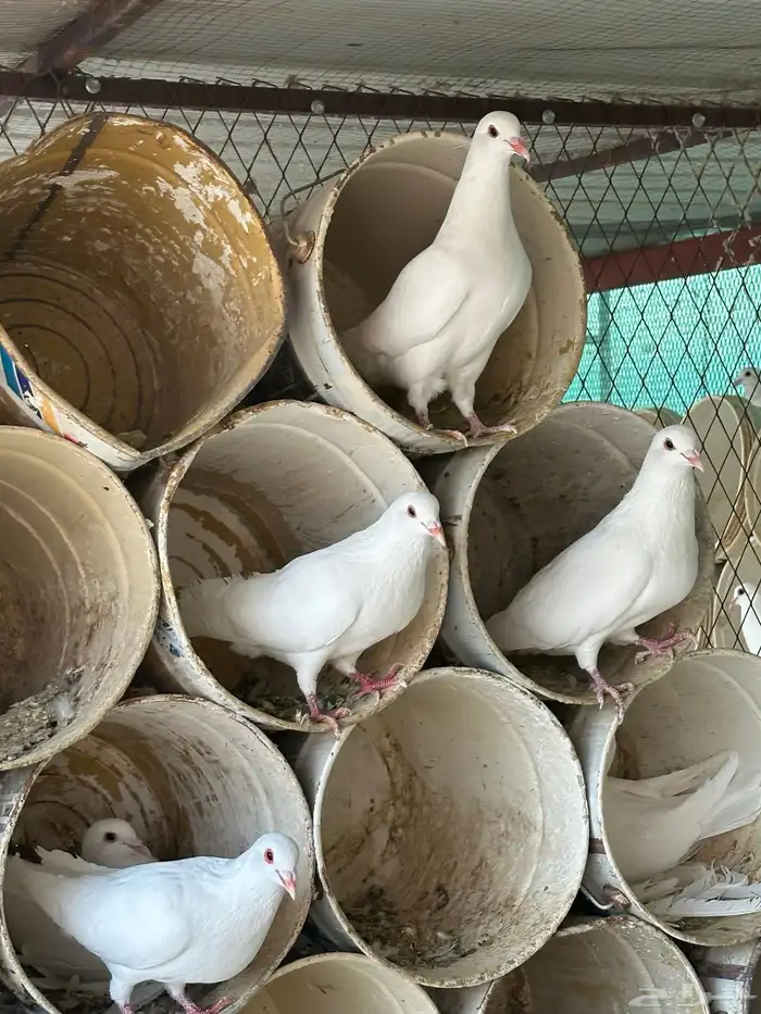 حمام فرنسي فاخر 6