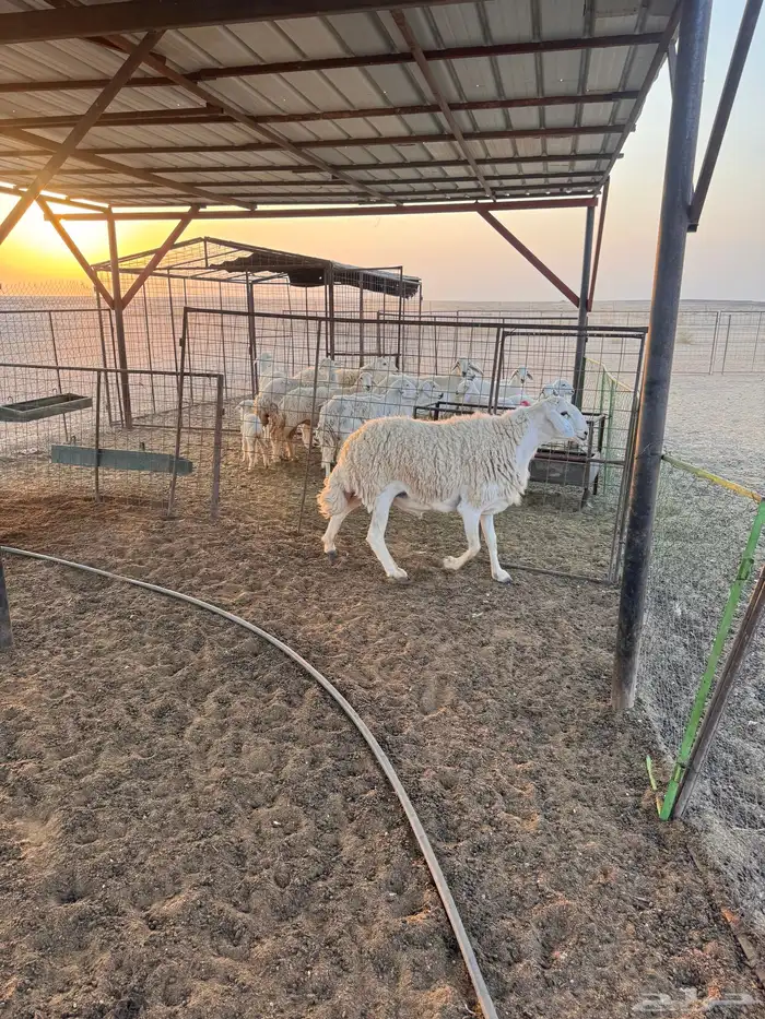 فحل حري للبيع مشروط 3