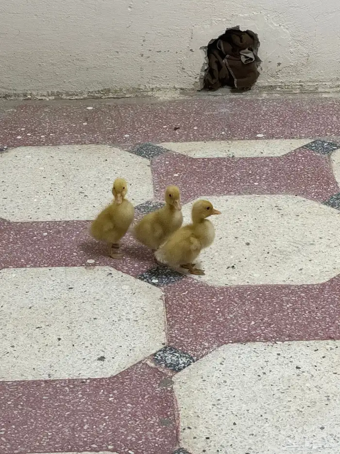 كتكوت بط كتاكيت وز 5